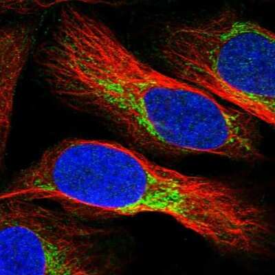 Immunocytochemistry/ Immunofluorescence NDUFV3 Antibody - BSA Free
