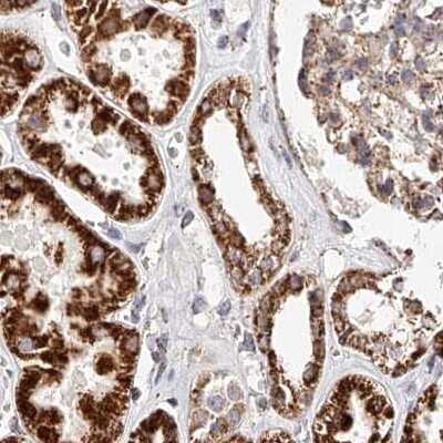 Immunohistochemistry-Paraffin: NDUFV3 Antibody [NBP1-85621] - Staining of human kidney.