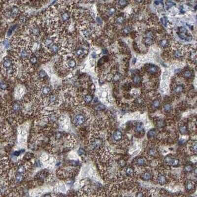 Immunohistochemistry-Paraffin: NDUFV3 Antibody [NBP1-85622] - Staining of human liver.