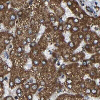 Immunohistochemistry-Paraffin: NDUFV3 Antibody [NBP1-85623] - Staining of human liver.