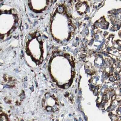 Immunohistochemistry-Paraffin: NDUFV3 Antibody [NBP1-85623] - Staining of human kidney.