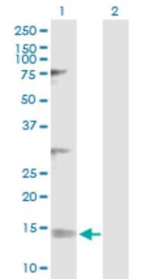 Western Blot: NDUFV3 Antibody [H00004731-D01P] - Analysis of NDUFV3 expression in transfected 293T cell line by NDUFV3 polyclonal antibody.Lane 1: NDUFV3 transfected lysate(11.90 KDa).Lane 2: Non-transfected lysate.