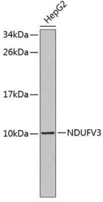 Western Blot: NDUFV3 Antibody [NBP3-04407] - Analysis of extracts of HepG2 cells, using NDUFV3 antibody . Secondary antibody: HRP Goat Anti-Rabbit IgG (H+L) at 1:10000 dilution. Lysates/proteins: 25ug per lane. Blocking buffer: 3% nonfat dry milk in TBST.