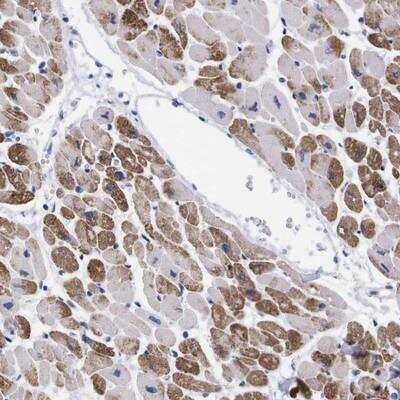 Immunohistochemistry-Paraffin NEBL Antibody - BSA Free