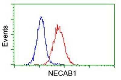 Flow Cytometry: NECAB1 Antibody (OTI4G8) - Azide and BSA Free [NBP2-72923] - Analysis of Jurkat cells, using anti-NECAB1 antibody, (Red), compared to a nonspecific negative control antibody (Blue).