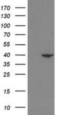 Western Blot: NECAB1 Antibody (OTI4G8) - Azide and BSA Free [NBP2-72923] - HEK293T cells were transfected with the pCMV6-ENTRY control (Left lane) or pCMV6-ENTRY NECAB1 (Right lane) cDNA for 48 hrs and lysed. Equivalent amounts of cell lysates (5 ug per lane) were separated by SDS-PAGE and immunoblotted with anti-NECAB1.