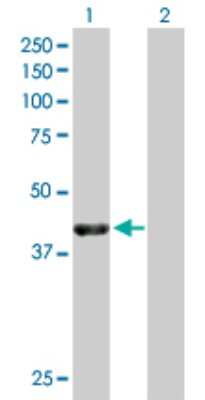 Western Blot: NECAB1 Antibody [H00064168-B01P] - Analysis of NECAB1 expression in transfected 293T cell line by NECAB1 polyclonal antibody.  Lane 1: EFCBP1 transfected lysate(38.61 KDa). Lane 2: Non-transfected lysate.