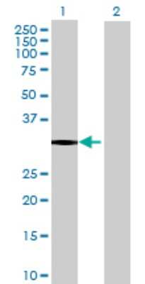 Western Blot: NECAP2 Antibody [H00055707-B01P] - Analysis of NECAP2 expression in transfected 293T cell line by NECAP2 polyclonal antibody.  Lane 1: NECAP2 transfected lysate(28.93 KDa). Lane 2: Non-transfected lysate.