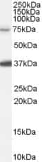 Western Blot: NEDD1 Antibody [NB100-55420] - (0.1ug/ml) staining of HeLa cell lysate (35ug protein in RIPA buffer). Primary incubation was 1 hour. Detected by chemiluminescence.