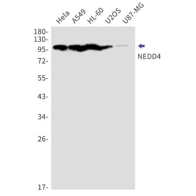 Western Blot: NEDD4 Antibody (S06-7C3) [NBP3-19815] - Western blot detection of NEDD4 in Hela, A549, HL-60, U2OS, U87-MG cell lysates using NBP3-19815 (1:1000 diluted). Predicted band size: 149kDa. Observed band size: 115kDa.