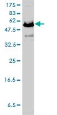 Western Blot: NEDD8 Activating Enzyme (APPBP1/UBA3) Antibody (4E8-H3) [H00008883-M01] - APPBP1 monoclonal antibody (M01), clone 4E8-H3 Analysis of APPBP1 expression in HeLa.