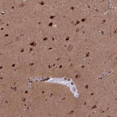 Immunohistochemistry-Paraffin APPBP1 Antibody - BSA Free