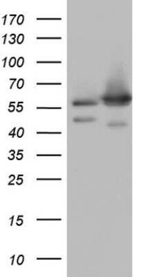 Western Blot: APPBP1 Antibody (OTI1E10) - Azide and BSA Free [NBP2-72930] - Analysis of HEK293T cells were transfected with the pCMV6-ENTRY control (Left lane) or pCMV6-ENTRY NEDD8 Activating Enzyme.