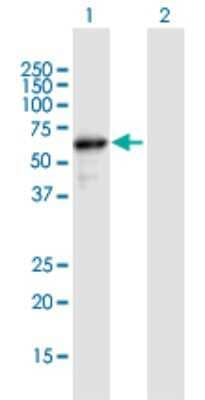 Western Blot: NEDD8 Activating Enzyme (APPBP1/UBA3) Antibody [H00008883-B01P] - Analysis of NAE1 expression in transfected 293T cell line by NAE1 polyclonal antibody.  Lane 1: APPBP1 transfected lysate(58.74 KDa). Lane 2: Non-transfected lysate.