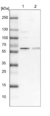 Western Blot APPBP1 Antibody - BSA Free