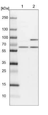 Western Blot: NEDD8 Activating Enzyme (APPBP1/UBA3) Antibody [NBP1-92163] - Lane 1: NIH-3T3 cell lysate (Mouse embryonic fibroblast cells). Lane 2: NBT-II cell lysate (Rat Wistar bladder tumor cells).