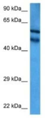 Western Blot NEDD8 Activating Enzyme (APPBP1/UBA3) Antibody - BSA Free