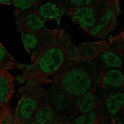 Immunocytochemistry/Immunofluorescence: NEDD8 Antibody [NBP2-68600] - Staining of human cell line Hep G2 shows localization to nucleoplasm.