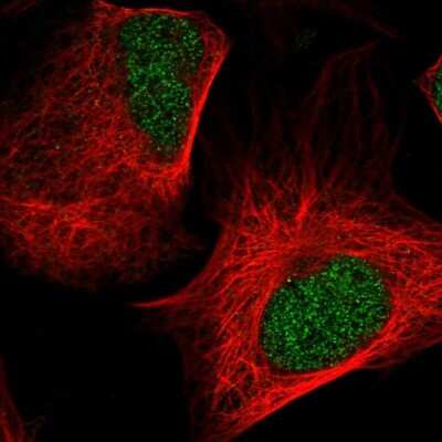 Immunocytochemistry/Immunofluorescence: NEDD8 Antibody [NBP2-68758] - Staining of human cell line U-2 OS shows localization to nucleoplasm.