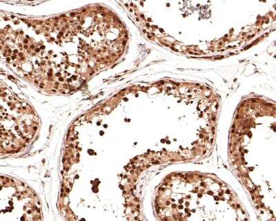 Immunohistochemistry-Paraffin: NEDD8 Antibody (JF69-09) [NBP2-66970] - Analysis of paraffin-embedded human testis tissue with Rabbit anti-NEDD8 antibody washed with ddH2O and PBS, and then probed with the primary antibody  at 1/400 dilution for 1 hour at room temperature. The detection was performed using an HRP conjugated compact polymer system. DAB was used as the chromogen. Tissues were counterstained with hematoxylin and mounted with DPX.