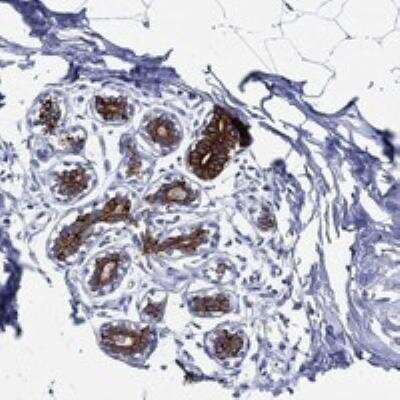 Immunohistochemistry-Paraffin: NEDD9/CASL/HEF1 Antibody [NBP3-17640] - Staining of human breast shows strong cytoplasmic and membranous positivity in glandular cells.