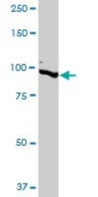 Western Blot: NEDD9/CASL/HEF1 Antibody [H00004739-B01P] - Analysis of NEDD9 expression in 293.