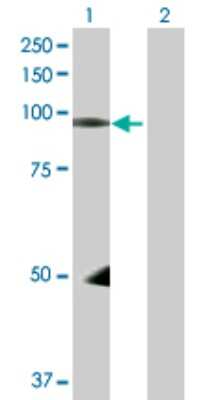 Western Blot: NEDD9/CASL/HEF1 Antibody [H00004739-B01P] - Analysis of NEDD9 expression in transfected 293T cell line by NEDD9 polyclonal antibody.  Lane 1: NEDD9 transfected lysate(91.74 KDa). Lane 2: Non-transfected lysate.
