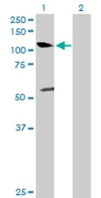 Western Blot: NEDD9/CASL/HEF1 Antibody [H00004739-D01P] - Analysis of NEDD9 expression in transfected 293T cell line by NEDD9 polyclonal antibody.Lane 1: NEDD9 transfected lysate(92.90 KDa).Lane 2: Non-transfected lysate.