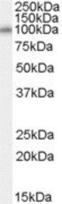 Western Blot: NEDD9/CASL/HEF1 Antibody [NB100-68151] - Staining of Human Kidney lysate.