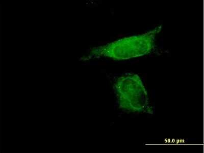 Immunocytochemistry/Immunofluorescence: NEDP1/SENP8 Antibody [H00123228-B01P] - Analysis of purified antibody to SENP8 on HeLa cell. (antibody concentration 10 ug/ml)
