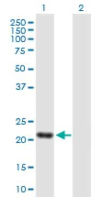 Western Blot: NEDP1/SENP8 Antibody [H00123228-B01P] - Analysis of SENP8 expression in transfected 293T cell line by SENP8 polyclonal antibody.  Lane 1: SENP8 transfected lysate(23.32 KDa). Lane 2: Non-transfected lysate.
