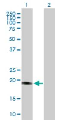 Western Blot: NEDP1/SENP8 Antibody [H00123228-D01P] - Analysis of SENP8 expression in transfected 293T cell line by SENP8 polyclonal antibody.Lane 1: SENP8 transfected lysate(24.10 KDa).Lane 2: Non-transfected lysate.