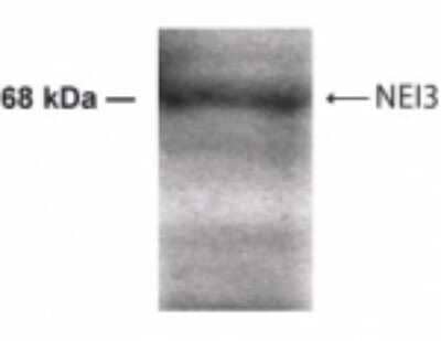 Western Blot: NEI3 Antibody [NB100-441] - Analysis of NEI3 using IMG-4151 at 1:500 dilution on 50 ug of human testis lysate.