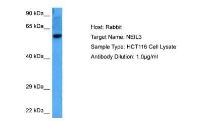 Western Blot: NEI3 Antibody [NBP2-85374] - Host: Rabbit. Target Name: NEIL3. Sample Tissue: Human HCT116 Whole Cell lysates. Antibody Dilution: 1ug/ml