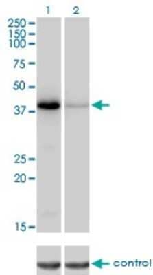 Western Blot: NEIL2 Antibody (1B7) [H00252969-M01] - Analysis of NEIL2 over-expressed 293 cell line, cotransfected with NEIL2 Validated Chimera RNAi ( Cat # H00252969-R01V ) (Lane 2) or non-transfected control (Lane 1). Blot probed with NEIL2 monoclonal antibody (M01), clone 1B7 (Cat # H00252969-M01 ). GAPDH ( 36.1 kDa ) used as specificity and loading control.