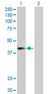 Western Blot: NEIL2 Antibody [H00252969-D01P] - Analysis of NEIL2 expression in transfected 293T cell line by NEIL2 polyclonal antibody.Lane 1: NEIL2 transfected lysate(36.80 KDa).Lane 2: Non-transfected lysate.