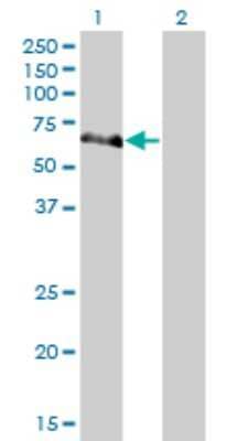 Western Blot: NEK10 Antibody (1C9) [H00152110-M01] - Analysis of NEK10 expression in transfected 293T cell line by NEK10 monoclonal antibody (M01), clone 1C9.Lane 1: NEK10 transfected lysate(53.1 KDa).Lane 2: Non-transfected lysate.