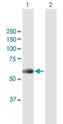 Western Blot: NEK10 Antibody [H00152110-B01P] - Analysis of NEK10 expression in transfected 293T cell line by NEK10 polyclonal antibody.  Lane 1: NEK10 transfected lysate(52.14 KDa). Lane 2: Non-transfected lysate.