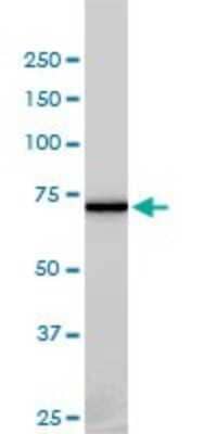 Western Blot: NEK11 Antibody (4E1-1F4) [H00079858-M01] - NEK11 monoclonal antibody (M01), clone 4E1-1F4 Analysis of NEK11 expression in HL-60.