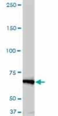 Western Blot: NEK11 Antibody (4E1-1F4) [H00079858-M01] - NEK11 monoclonal antibody (M01), clone 4E1-1F4. Analysis of NEK11 expression in A-431.