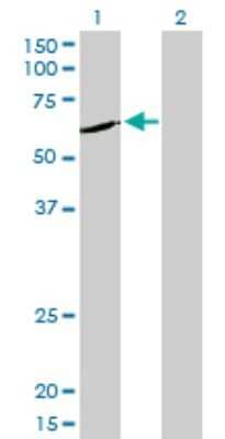 Western Blot: NEK11 Antibody (4E1-1F4) [H00079858-M01] - Analysis of NEK11 expression in transfected 293T cell line by NEK11 monoclonal antibody (M01), clone 4E1-1F4.Lane 1: NEK11 transfected lysate(55.5 KDa).Lane 2: Non-transfected lysate.