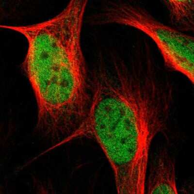 Immunocytochemistry/Immunofluorescence: NEK11 Antibody [NBP1-83584] - Immunofluorescent staining of human cell line U-2 OS shows localization to nucleoplasm.
