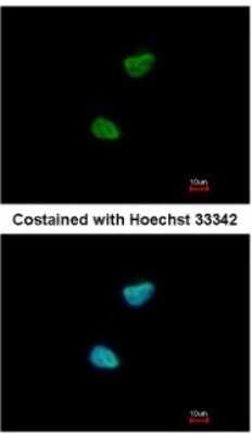 Immunocytochemistry/Immunofluorescence: NEK11 Antibody [NBP2-19509] - Analysis of paraformaldehyde-fixed HeLa, using antibody at 1:200 dilution.