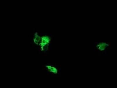 Immunocytochemistry/Immunofluorescence: NEK11 Antibody (OTI5D9) - Azide and BSA Free [NBP2-72935] - Analysis of COS7 cells transiently transfected by pCMV6-ENTRY NEK11.