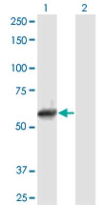 Western Blot: NEK11 Antibody [H00079858-B01P] - Analysis of NEK11 expression in transfected 293T cell line by NEK11 polyclonal antibody.  Lane 1: NEK11 transfected lysate(53.02 KDa). Lane 2: Non-transfected lysate.