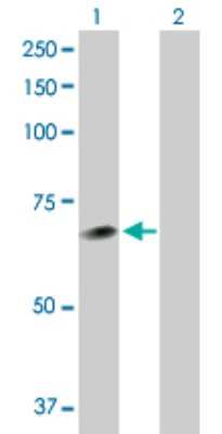 Western Blot: NEK11 Antibody [H00079858-D01P] - Analysis of NEK11 expression in transfected 293T cell line by NEK11 polyclonal antibody.Lane 1: NEK11 transfected lysate(55.50 KDa).Lane 2: Non-transfected lysate.
