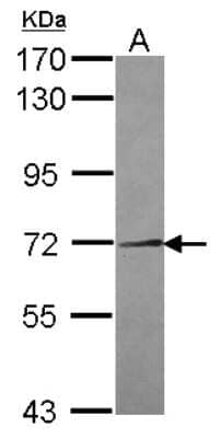 Western Blot: NEK11 Antibody [NBP2-19509] - Sample (30 ug of whole cell lysate) A: A549 7. 5% SDS PAGE gel, diluted at 1:2000.