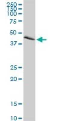 Western Blot: NEK2 Antibody [H00004751-D01P] - Analysis of NEK2 expression in HeLa.