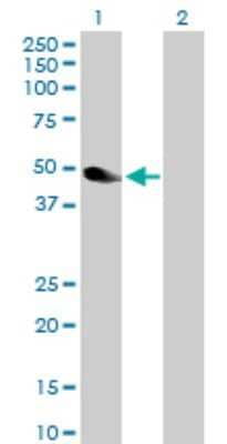 Western Blot: NEK2 Antibody [H00004751-D01P] - Analysis of NEK2 expression in transfected 293T cell line by NEK2 polyclonal antibody.Lane 1: NEK2 transfected lysate(51.80 KDa).Lane 2: Non-transfected lysate.