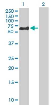 Western Blot: NEK3 Antibody [H00004752-B01P] - Analysis of NEK3 expression in transfected 293T cell line by NEK3 polyclonal antibody.  Lane 1: NEK3 transfected lysate(55.66 KDa). Lane 2: Non-transfected lysate.